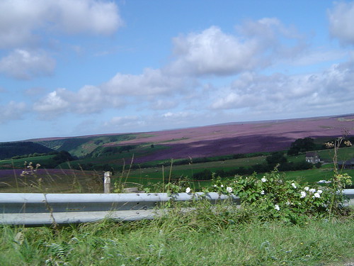 Purple heather