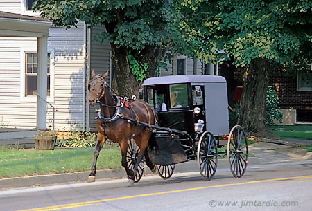 amish-horse-buggy-big